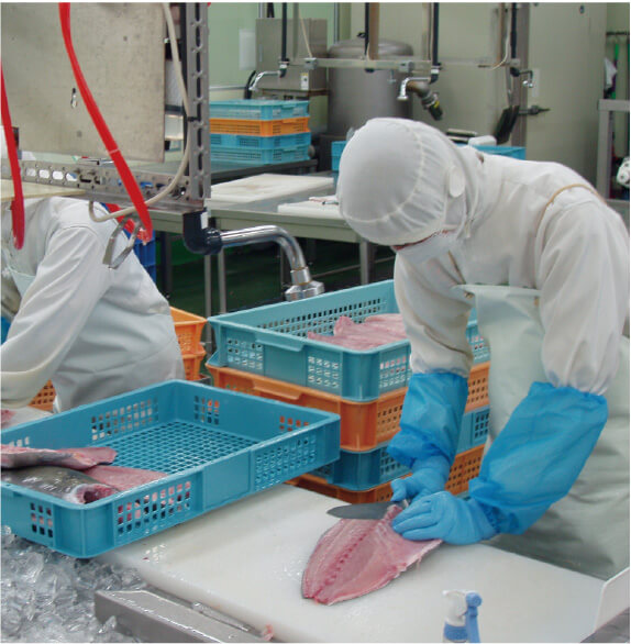 鮮魚殺菌例①：白身鮮魚加工場例